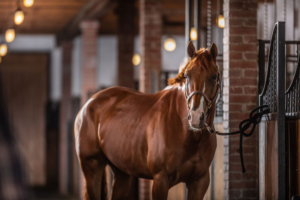 For til hest fra Biovet